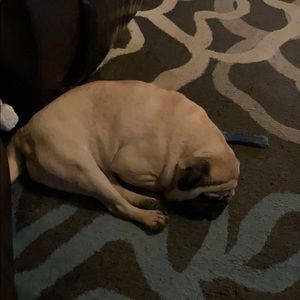 Meet your Posher, Jenny